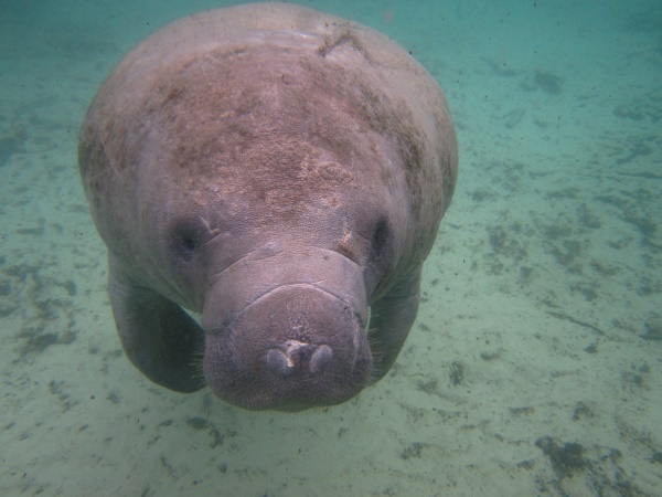 manatees | Chrystal River